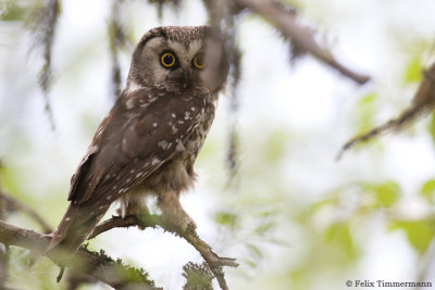 Boreal Owl