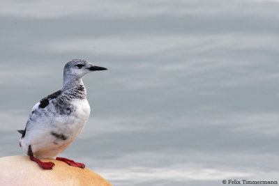 Black Guillemot