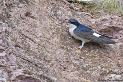 House Martin