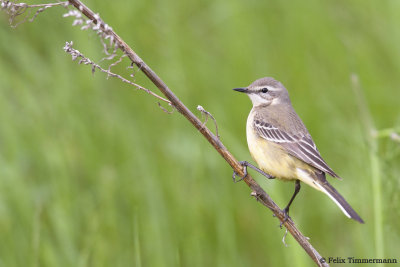 Yellow Wagtail