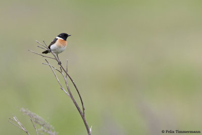 Siberian Stonechat