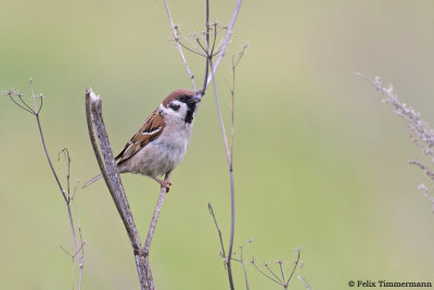 Tree Sparrow