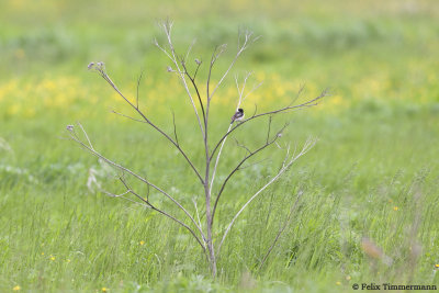 Siberian Stonechat in Habitat
