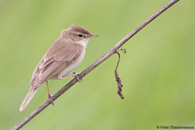 Booted Warbler