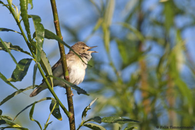 Blyths Reed Warbler
