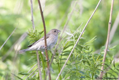 Common Rosefinch
