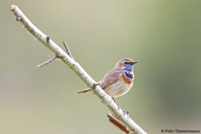 Bluethroat