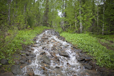 This stream was the only track leading upwards the Ridge.