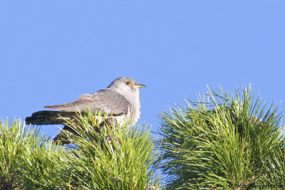 Oriental Cuckoo