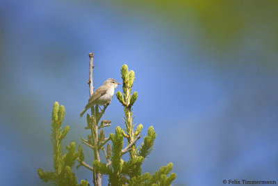 Greenish Warbler