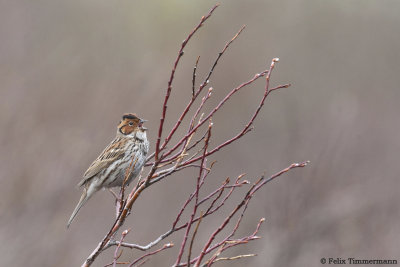 Little Bunting
