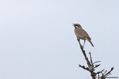 Siberian Ruythroat