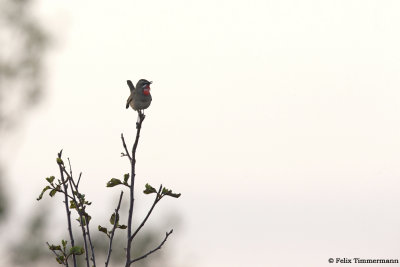 Siberian Rubythroat