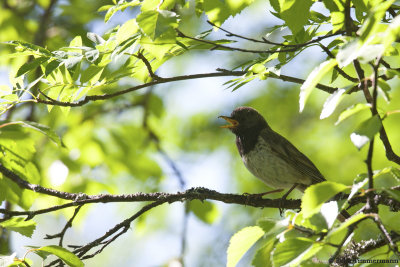 Black-throated Thrush