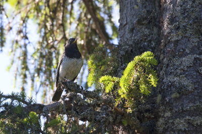 Black-throated Thrush