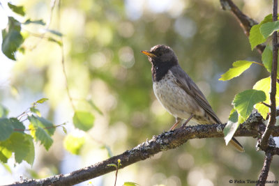 Black-throated Thrush