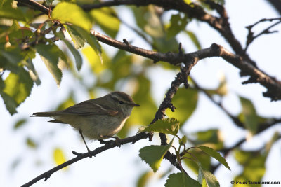Yellow-browed Warbler