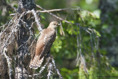 Oriental Cuckoo brown female