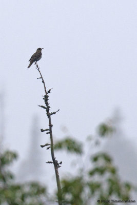 Whites Thrush
