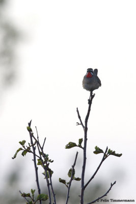Siberian Rubythroat