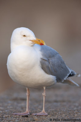Herring Gull