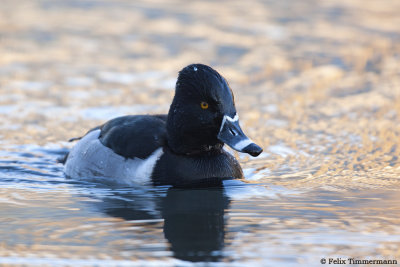 Ring-necked Duck