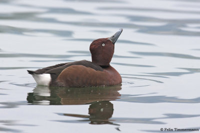 Ferruginous Duck