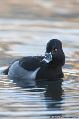 Ring-necked Duck