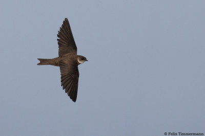 Sand Martin