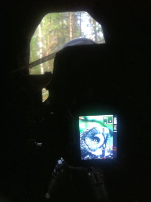 Great Grey Owl via Liveview from inside the hide, Kuusamo, Finland.