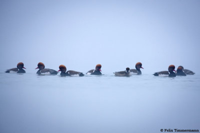 Red-crested Pochard