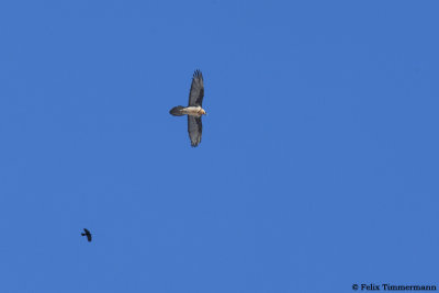 g9/20/1202120/3/162468502.1Le7hIsI.jpg