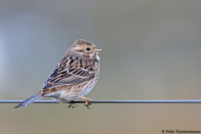 Pine Bunting