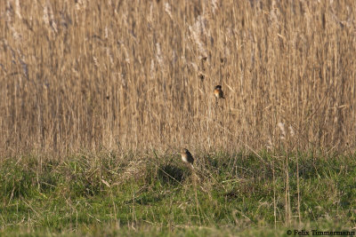 Pine Bunting accompanied by Stonechat.