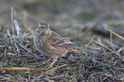 Pine Bunting