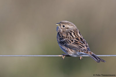 Pine Bunting