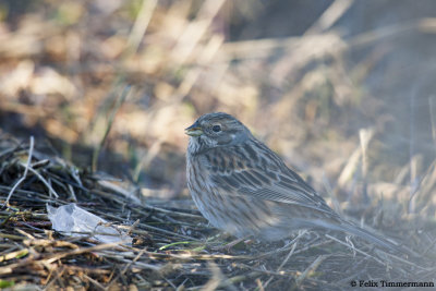 Pine Bunting