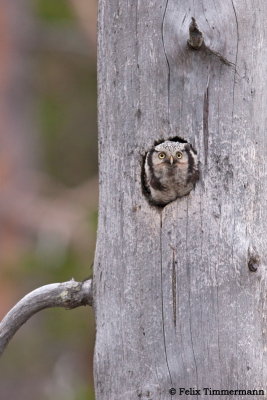 Hawk Owl
