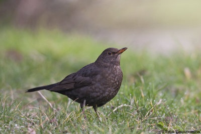 Common Blackbird