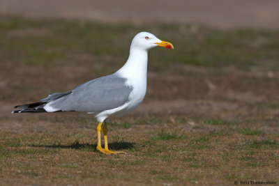 Yellow-legged Gull