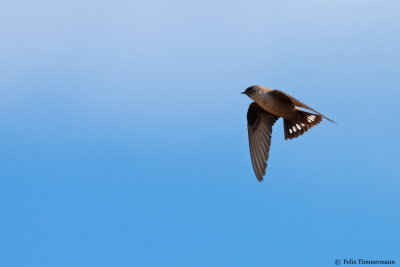 Crag Martin
