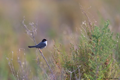 Sardinian Warbler