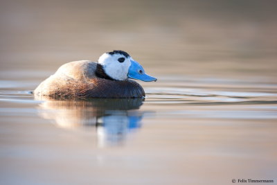 White-headed Duck