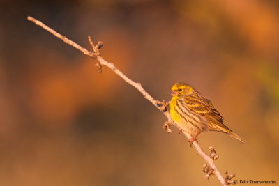 Serin