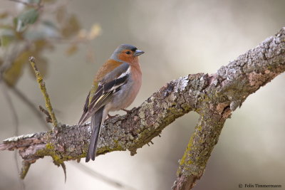 Chaffinch