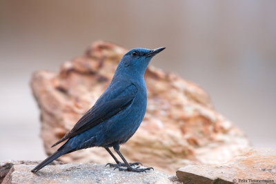 Blue Rock Thrush