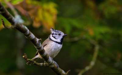 Crested Tit