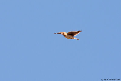 g9/20/1202120/3/162875335.Do1H1SFk.jpg