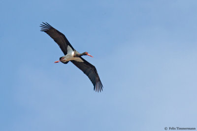 Black Stork