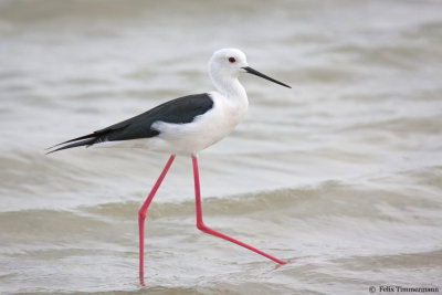 Black-winged Stilt